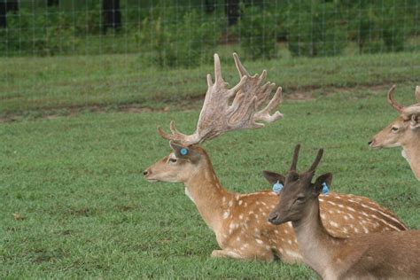 Our preserve is found in the rolling hills of south-central Pennsylvania where we have four beautiful. . Fallow deer for sale indiana